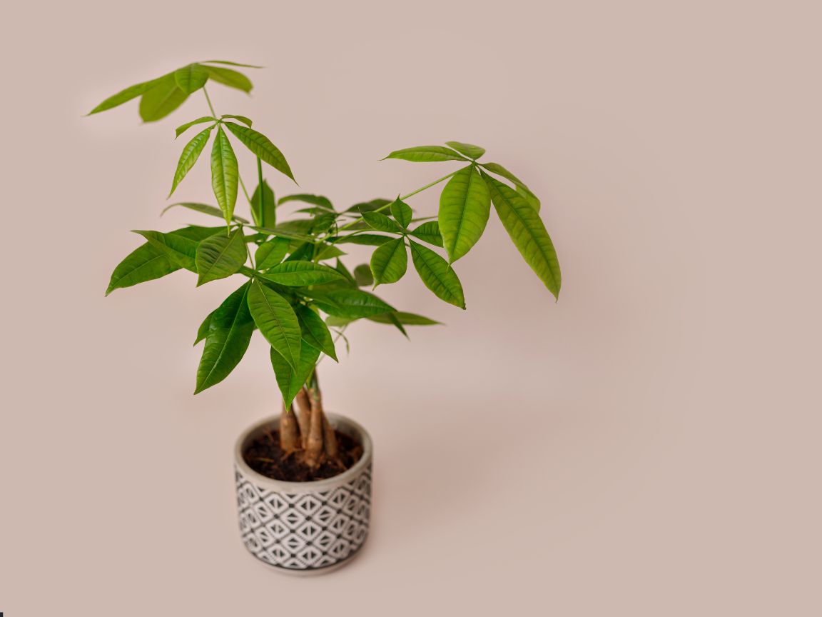 DEC - Plantas no Feng Shui: Árvore da Felicidade (Pachira aquatica)