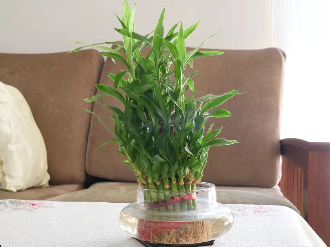 DEC - Plantas no Feng Shui: Bambu da Sorte (Dracaena sanderiana)