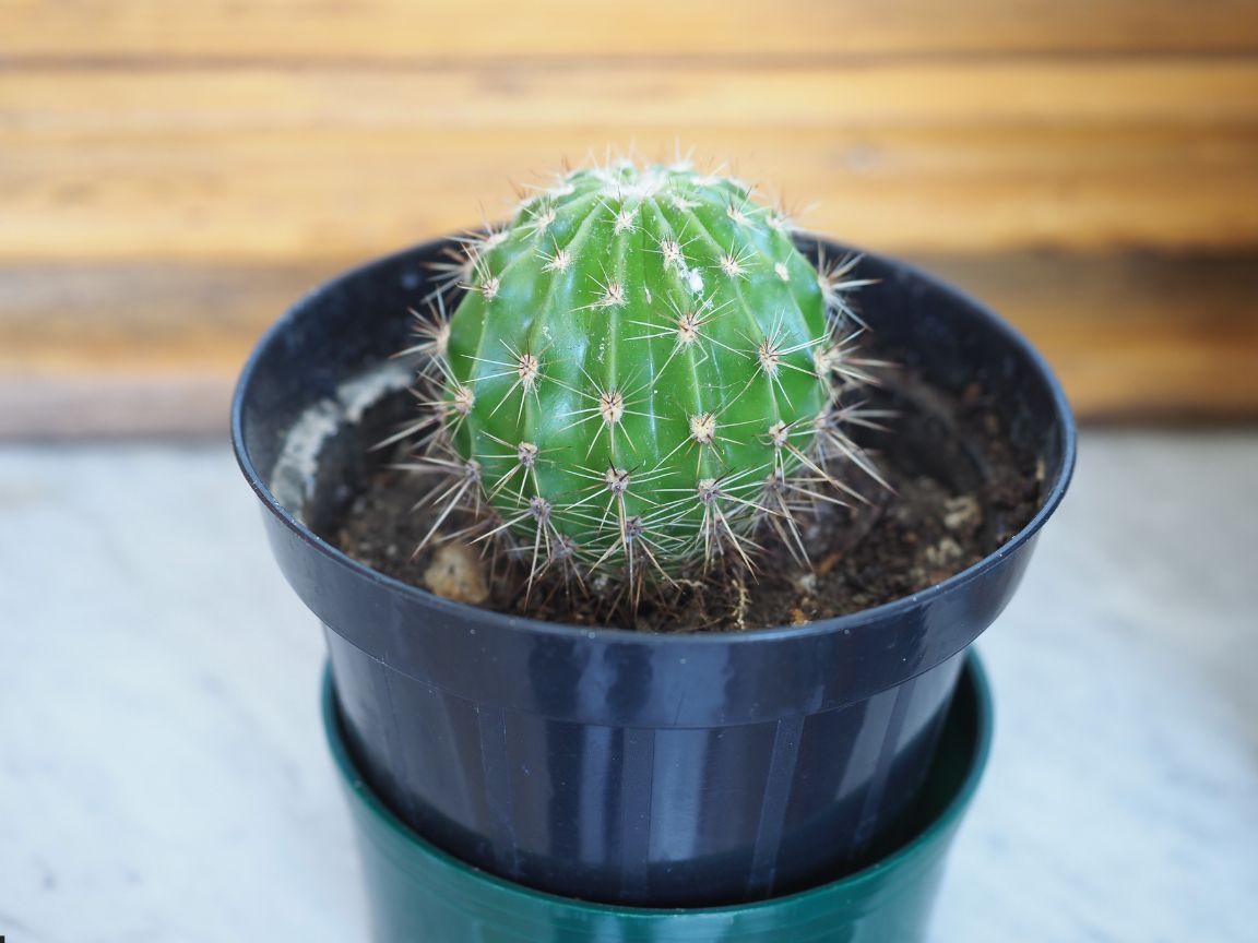 DEC - Plantas no Feng Shui: Cacto (Cactaceae)