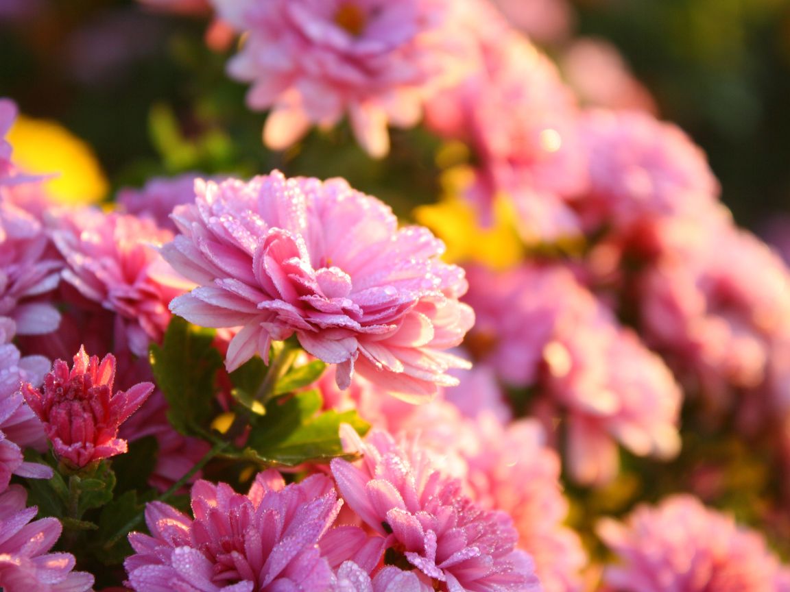 DEC - Plantas no Feng Shui: Crisântemo (Chrysanthemum)