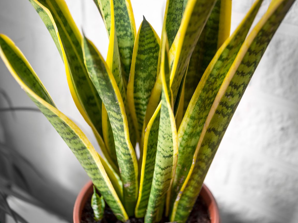 DEC - Plantas no Feng Shui: Espada de São Jorge (Sansevieria trifasciata)