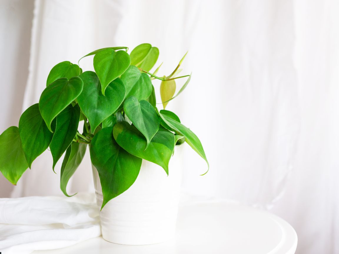 DEC - Plantas no Feng Shui: Filodendro (Philodendron)