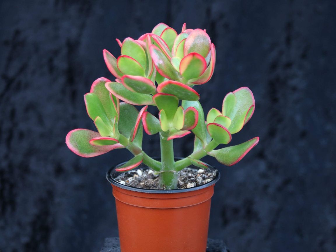 DEC - Plantas no Feng Shui: Jade (Crassula ovata)