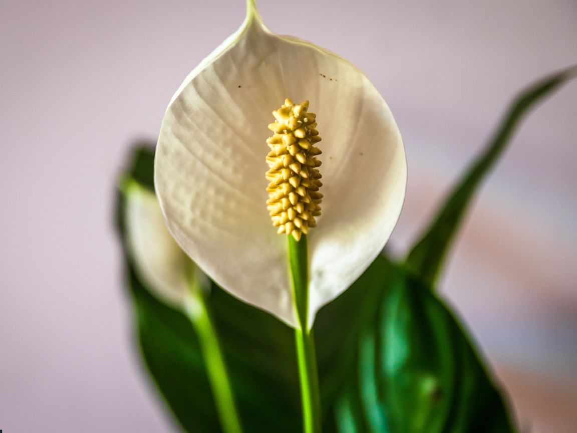 DEC - Plantas no Feng Shui: Lírio da Paz (Spathiphyllum)