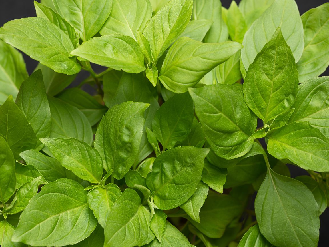 DEC - Plantas no Feng Shui: Manjericão (Ocimum basilicum)