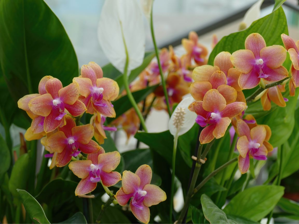 DEC - Plantas no Feng Shui: Orquídea (Orchidaceae)