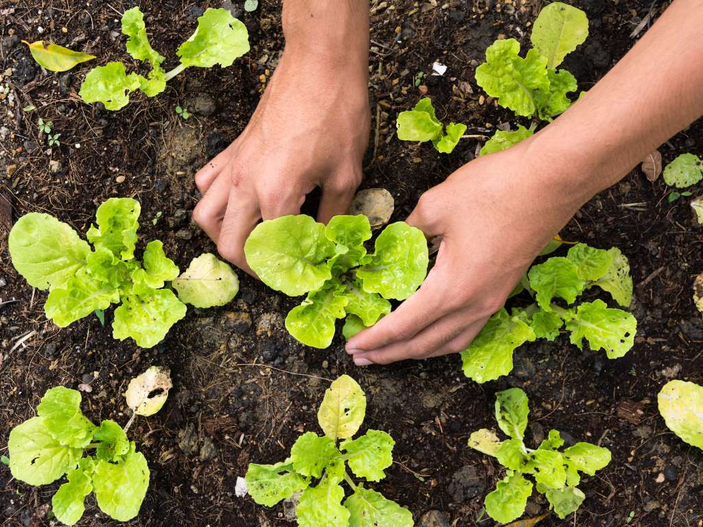 Guia Prático para Montar uma Horta em Casa Do Plantio a Colheita (7)